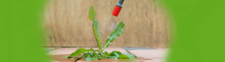 unkrautvernichtung kategorieeinstiegsbanner